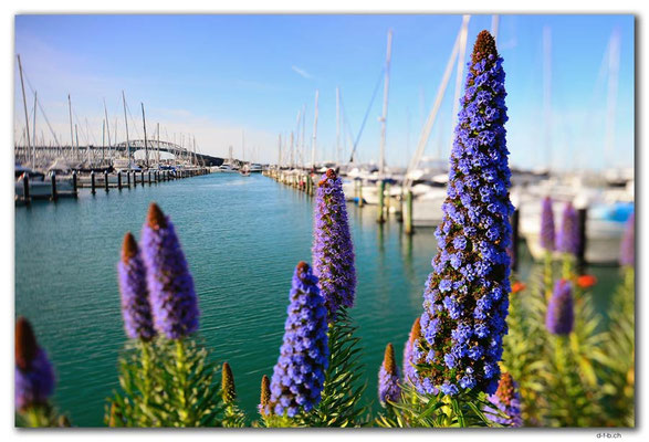 NZ0256.Auckland.Westhaven