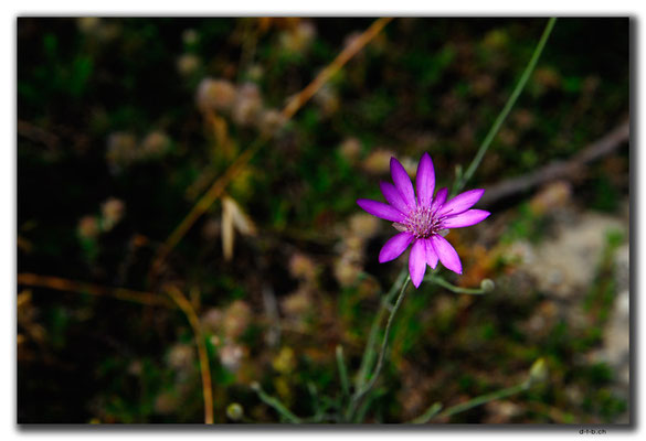 GE097.Uplistsikhe.Blume
