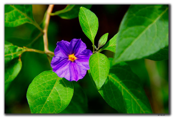 TR0524.Lefkosa.Blume