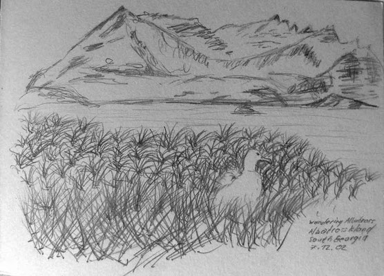 013.Skizze, Wandering Albatross, Albatross Island /South Georgia