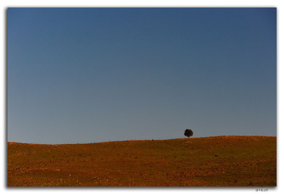 AU1494.Monaro Hwy.Lonely tree