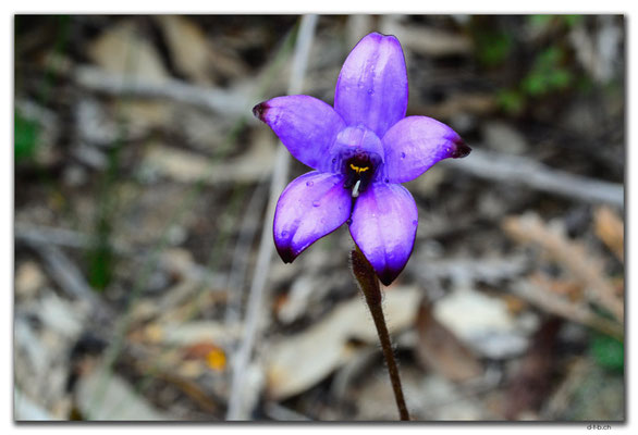 AU0650.Mt.Observation.Blume
