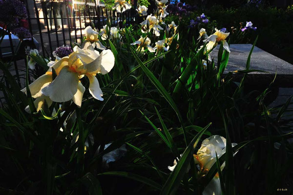 CA0300 Toronto Parkblumen