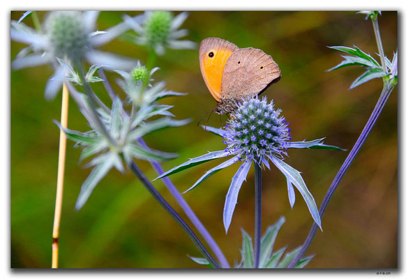 PL166.Warschau.Schmetterling