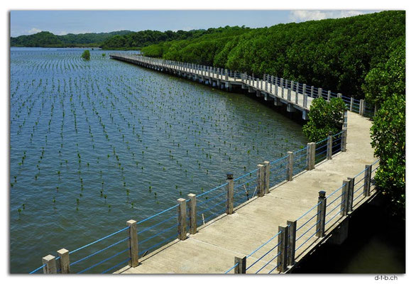 PH0098.Alaminos.Mangrove Park