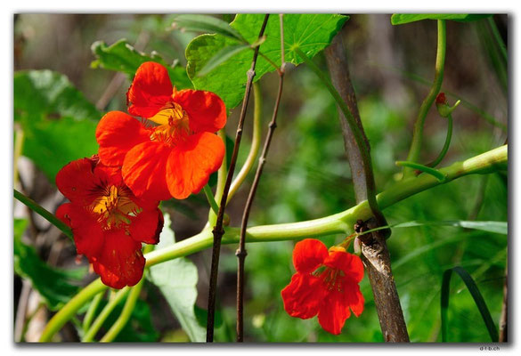 GR0481.Kournas-See.Blume