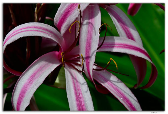 EQ0362.Los Bancos..Purple Giant Crinum Lily.Crinum amabile