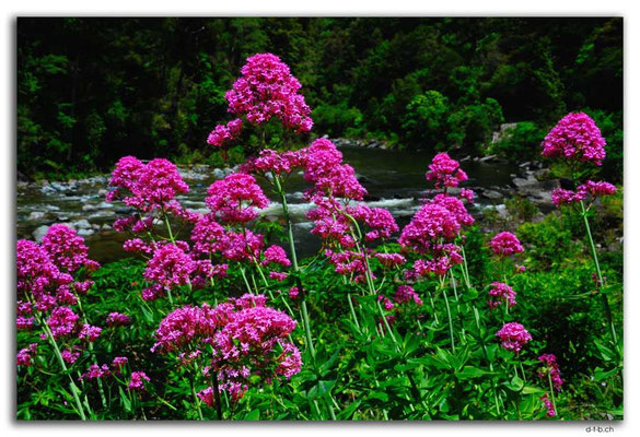 NZ0555.Flowers at Takaka River