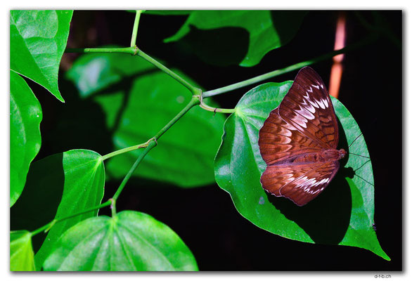ID0080.Ubud.Schmetterling