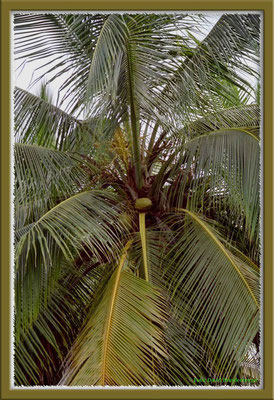 169.Palme,Bocas del Toro,Panama