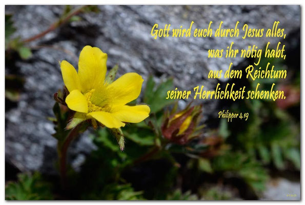 S0211Schwefel-Anemone.Klosters.CH. Philipper 4.19