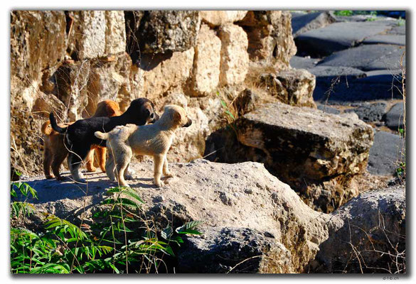 TR0624.Tarsus.röm.Strasse.Puppies