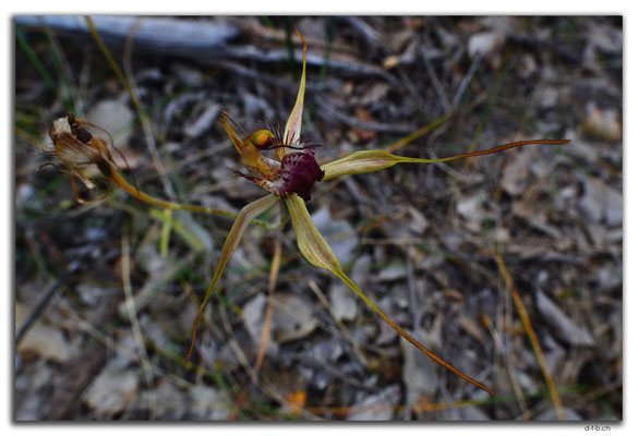 AU0705.Perth.Kings Park.Carousel Spider Orchid