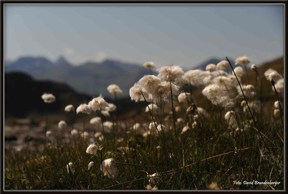 A0300.Wollgras.Pischa,Klosters,CH