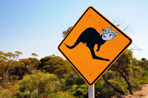 Australien.Kängukuh