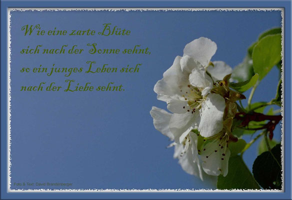 S0004,Blüte,Maienfeld,CH,junges Leben. Text: d-t-b