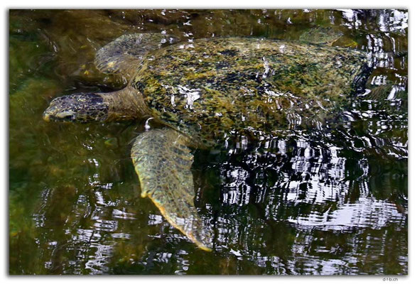 EQ0250.Santa Cruz Island.Sea Turtle