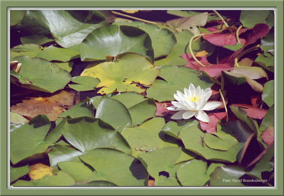 158.Seerose,Aguas Calientes,Chile