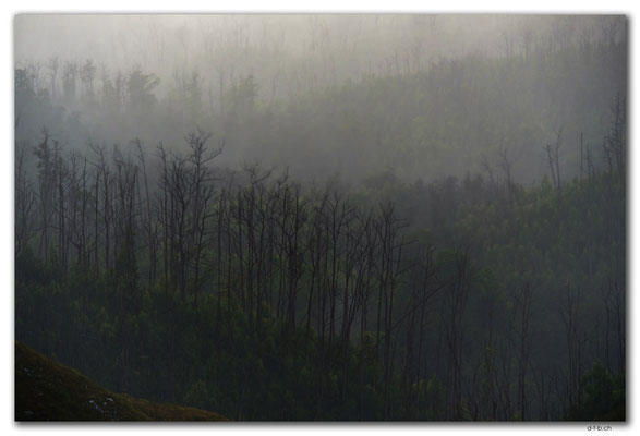 AU1444.Arthur Pieman Conservation Area.Forest in the mist