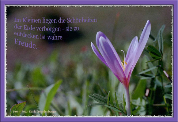 S0094.Herbstzeitlose,Schmitten,CH. Text: d-t-b