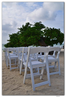 AW0008.Fofoti Tree