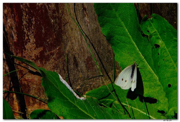 PL063.Schmetterling