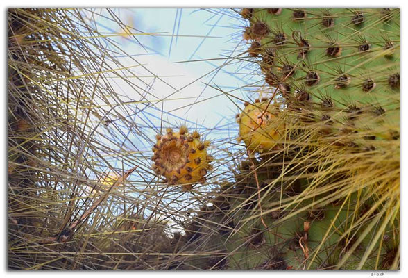 EQ0158.Santa Cruz Island.Opuntia