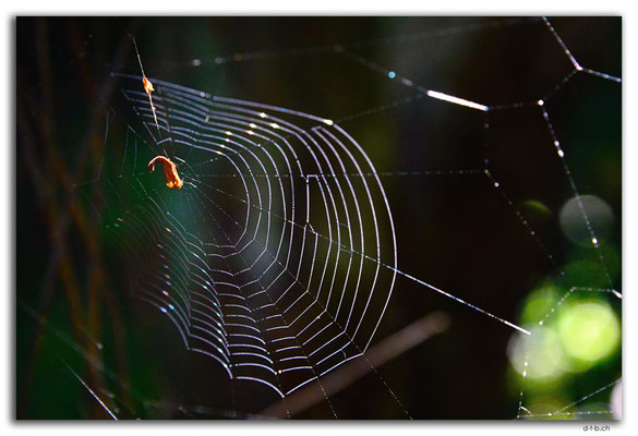 NZ0924.Curio Bay,Living Forest.Spiderweb