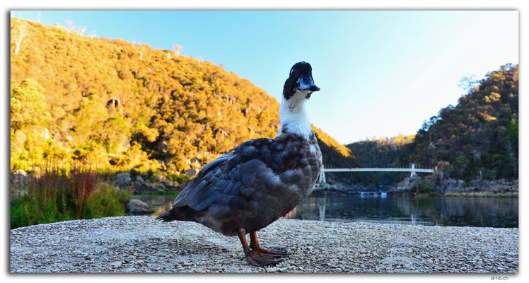 AU1275.Launceston.Cataract Gorge.First Basin.Duck