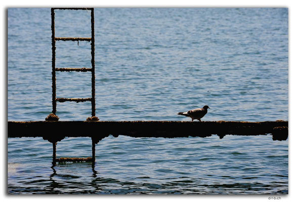 AU1073.Port Pirie.Steg mit Taube