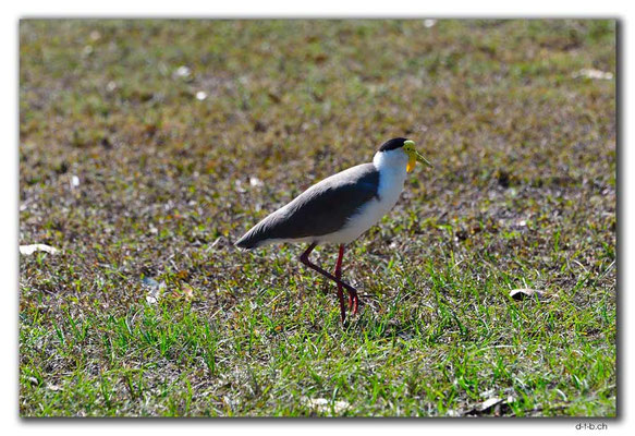 AU0069.Darwin.Eastpoint.Masked Lapwing