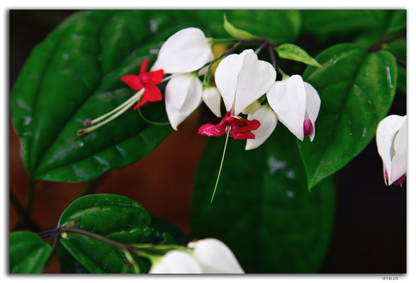 ID0035.Denpasar.Blume