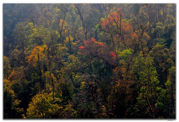 VN0082.Sapa.Fansipan.Wald im Gegenlicht
