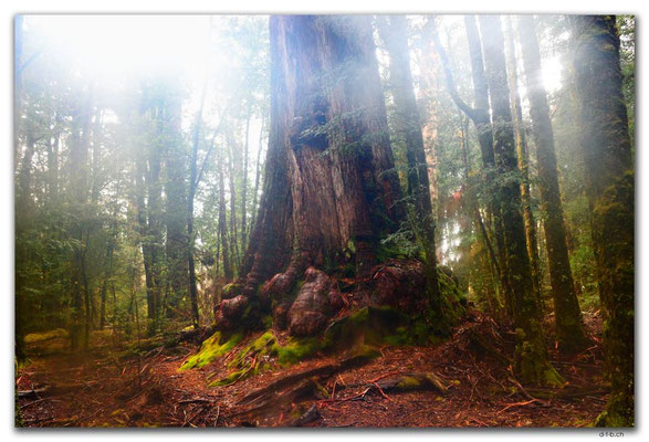 AU1398.Overland Track.Mystischer Wald