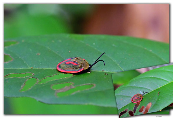 SR0058.Brownsberg N.P.Bug