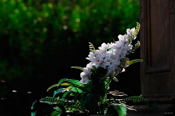 CZ009.Uhersky Brod Blumen