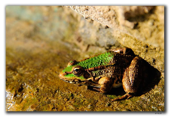 GR0006.Frosch
