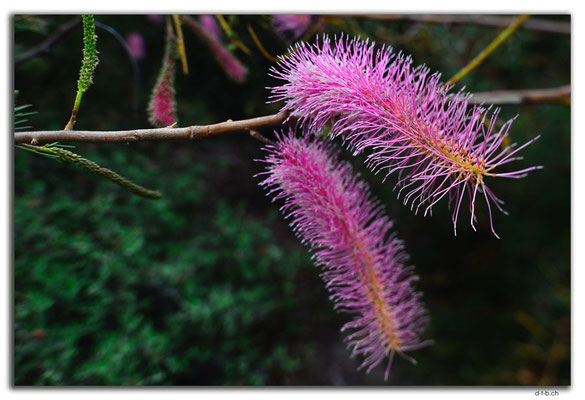 AU0701.Perth.Kings Park.Pink Pokers