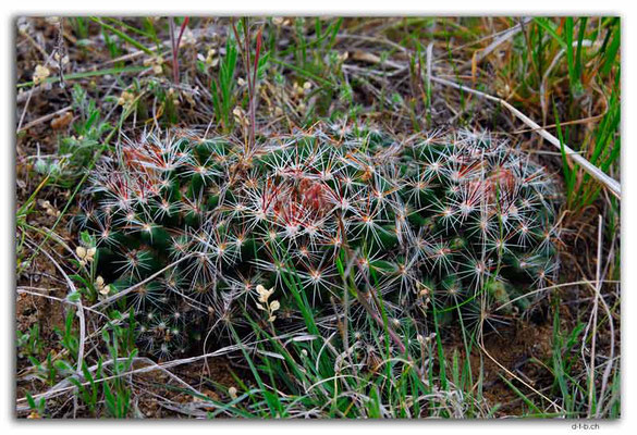CA1044.Trans Canadian Highway.Cacti