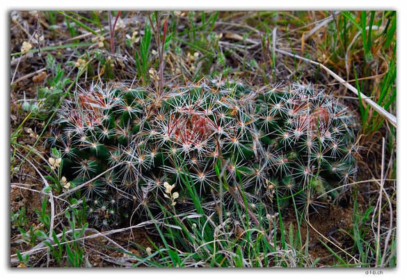 CA1044.Trans Canadian Highway.Cacti