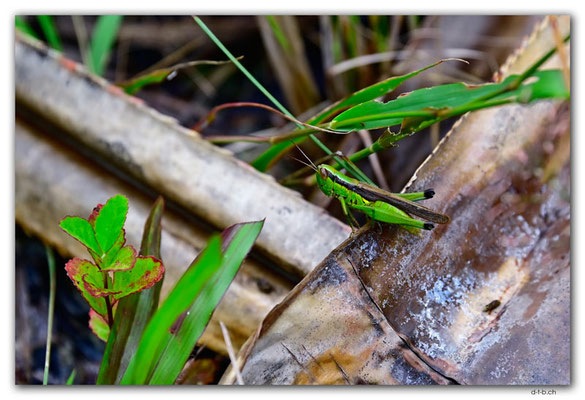 SB0020.Malaita.Auki.Grasshopper