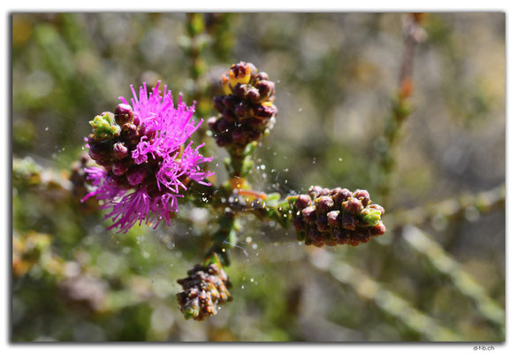 AU0846.Neds Corner Rd.Blume