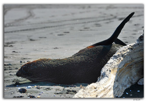 NZ0415.Waiinu Beach.Sealion