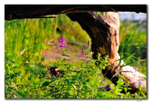 PL226.Biebrza NP.Blume