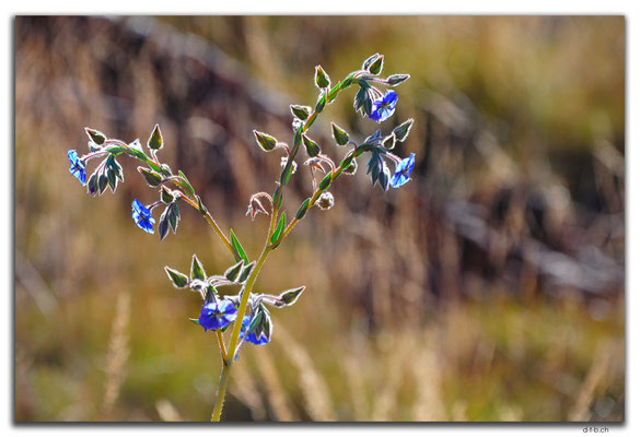 AU0334.Karratha.Blume