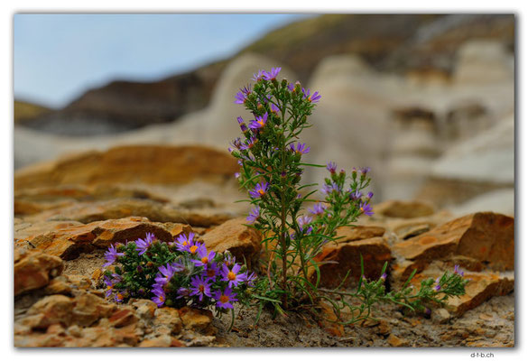 CA0761.Hoodoos