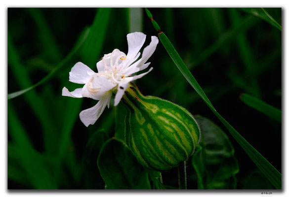 SK013.Blume am Wegrand