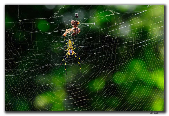 KR0131.Spinne