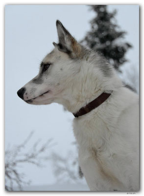 SE0117.Husky,Vamos