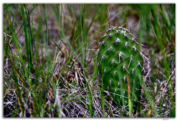 CA1058.Lonely Cactus.Eastend